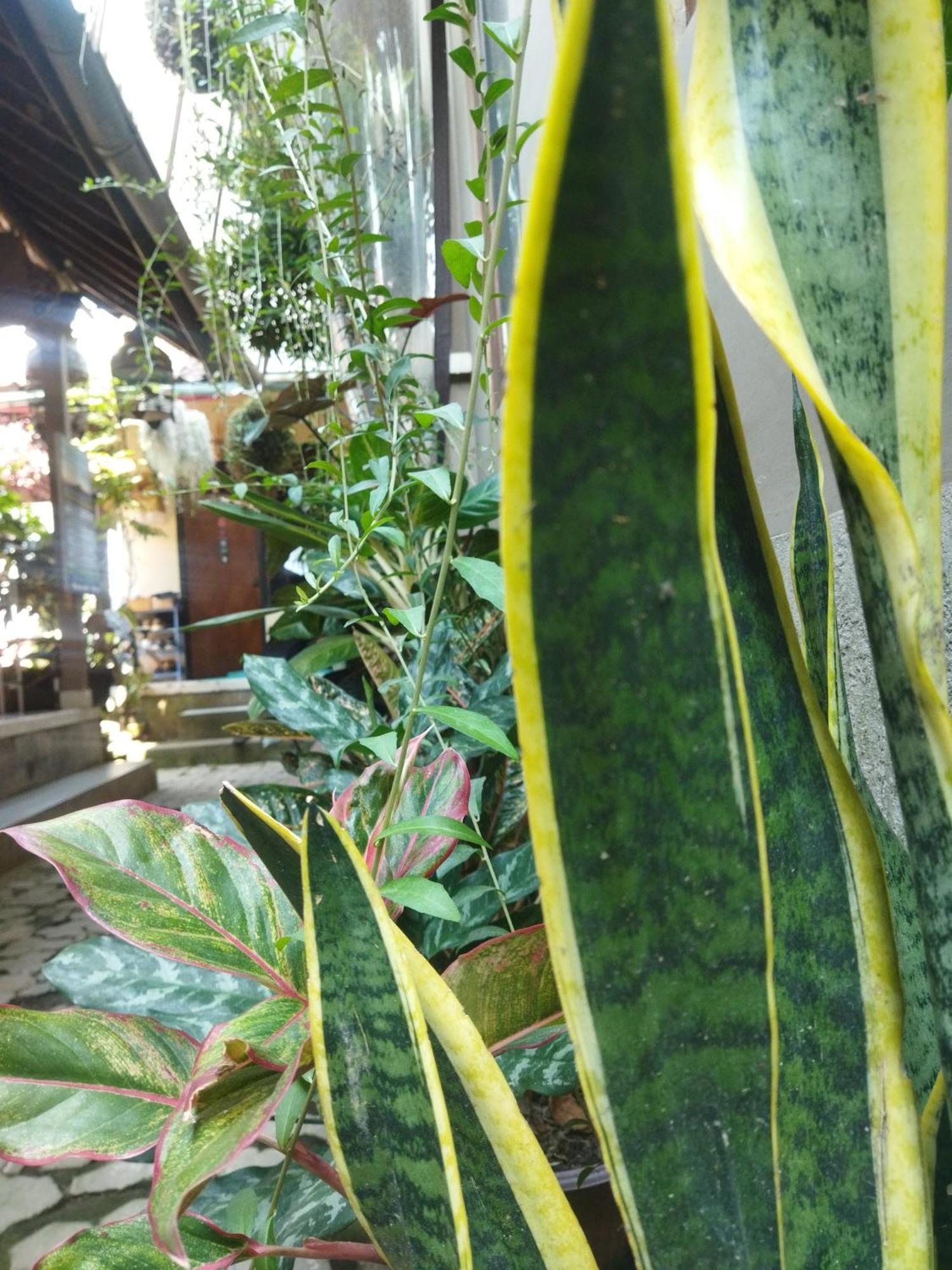 ホテル Wahwik'S House ウブド エクステリア 写真